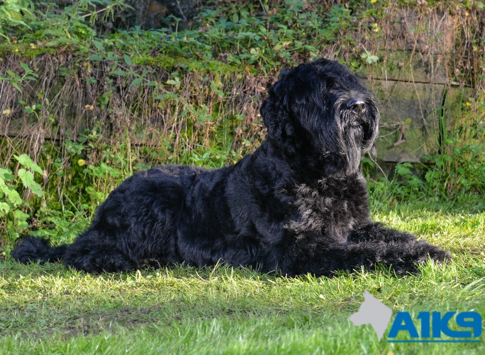 A1K9-family-protection-dog-Bert-Down-5262 Trained Giant Schnauzer Family protection Dog