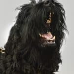 A1K9 Giant Schnauzer on guard.
