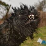 A1K9 Giant Schnauzer, trained protection dog.