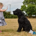 A younger person practicing obedience with A1K9 Giant Schnauzer Bert.