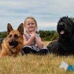 Trained protection dogs at A1K9.