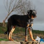 Beauceron training at A1K9