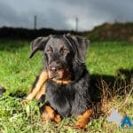 Bardot practicing his down stay at A1K9