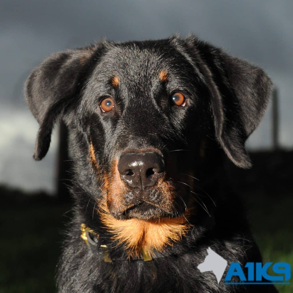 Beauceron Bardot at A1K9 Obedience training.