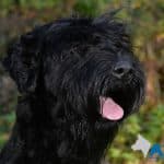 A1K9 family protection dog Bert
