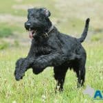 A1K9 family protection dog Bert Run