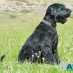 A1K9 family protection dog Bert Sit