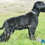 A1K9 family protection dog Bert Stand