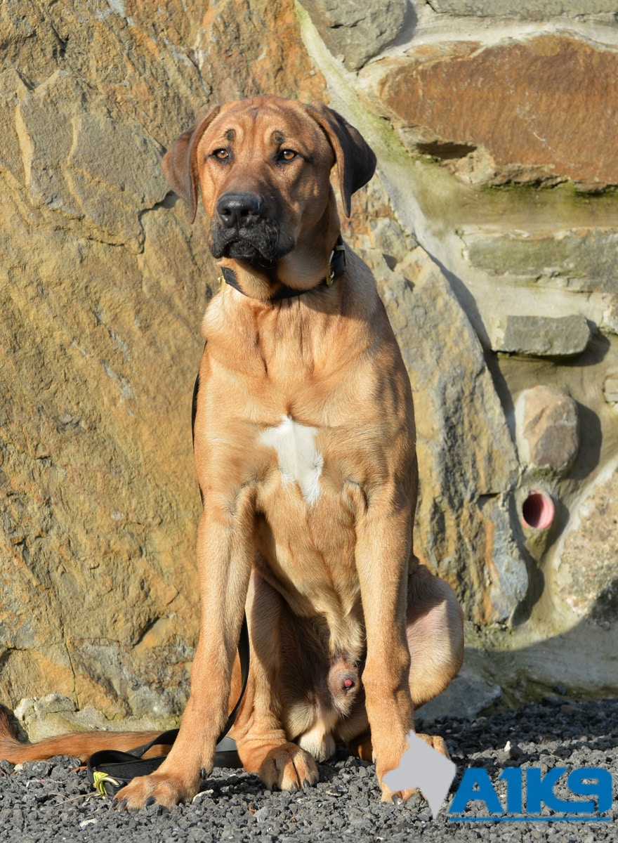 A1K9-Residential-Dog-Obedience-Training-Danish-Mastiff-Viggo-6718 Viggo, is a Danish Mastiff,