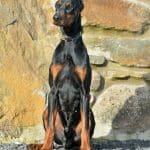 Dobermann Duke, training at A1K9