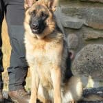 GSD Coraat A1K9