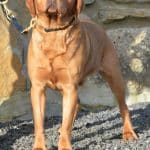 Pablo, a fox red Labrador at A1K9