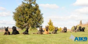 A1K9 Personal and Family protection dogs