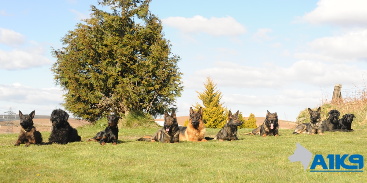 A1K9-Family-Protection-Dogs-and-trained-pets-5718 (002) A1K9 Personal and Family protection dogs