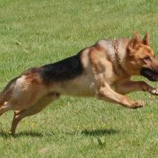 25-300x227 A1K9 Protection Dogs