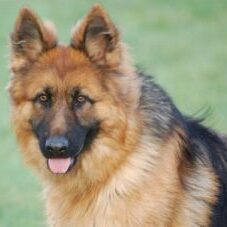29-300x227 A1K9 Protection Dogs