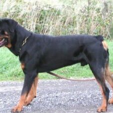 33-300x227 A1K9 Protection Dogs