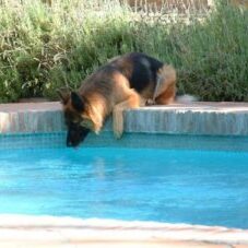 34-300x227 A1K9 Protection Dogs