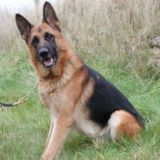 36-300x227 A1K9 Protection Dogs