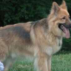 37-300x227 A1K9 Protection Dogs