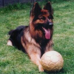 40-300x255 A1K9 Protection Dogs