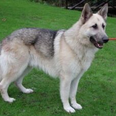 41-300x227 A1K9 Protection Dogs