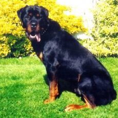 43-300x230 A1K9 Protection Dogs