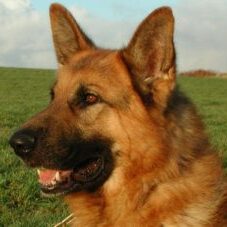 46-300x227 A1K9 Protection Dogs