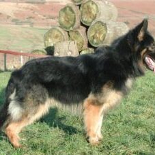 48-300x227 A1K9 Protection Dogs