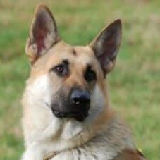 50-300x227 A1K9 Protection Dogs
