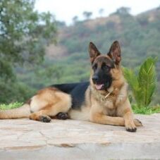52-300x227 A1K9 Protection Dogs
