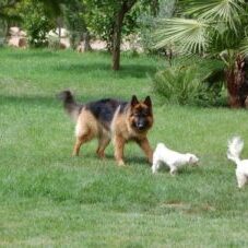 53-300x227 A1K9 Protection Dogs