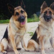 54-300x227 A1K9 Protection Dogs