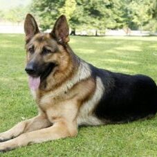 55-300x227 A1K9 Protection Dogs