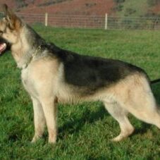 56-300x227 A1K9 Protection Dogs