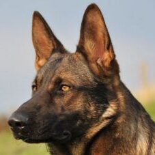61-300x227 A1K9 Protection Dogs