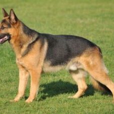 63-300x227 A1K9 Protection Dogs