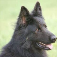 65-300x243 A1K9 Protection Dogs