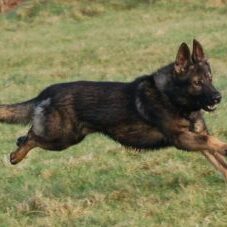 66-300x227 A1K9 Protection Dogs