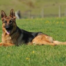 67-300x227 A1K9 Protection Dogs