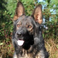 69-300x227 A1K9 Protection Dogs
