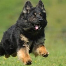 70-300x227 A1K9 Protection Dogs