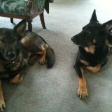 71-300x225 A1K9 Protection Dogs