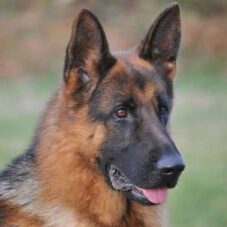 72-300x227 A1K9 Protection Dogs