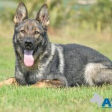 A1K9-Family-Protection-Dog-Engie-300x220 A1K9 Family Protection Dog Engie