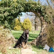 A1K9-Trained-Family-Protection-Dog-Aran-300x220 A1K9-Trained-Family-Protection-Dog-Aran-300x220