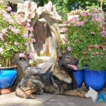 A1K9-Trained-Family-Protection-Dog-Gabe-300x220 A1K9 Trained Family Protection Dog Gabe