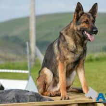 A1K9-Trained-Family-Protection-Dog-George-300x220 A1K9 Trained Family Protection Dog George