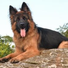 A1K9-family-protection-dog-Buddy-300x220 A1K9-family-protection-dog-Buddy-300x220