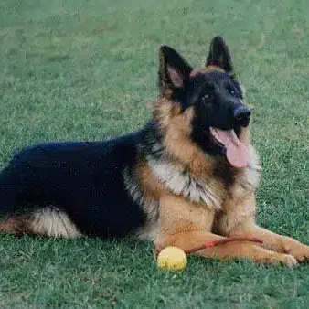 Ben-Personal-Protection-Dog-Testimonial.jpg Ben-Personal-Protection-Dog-Testimonial.jpg